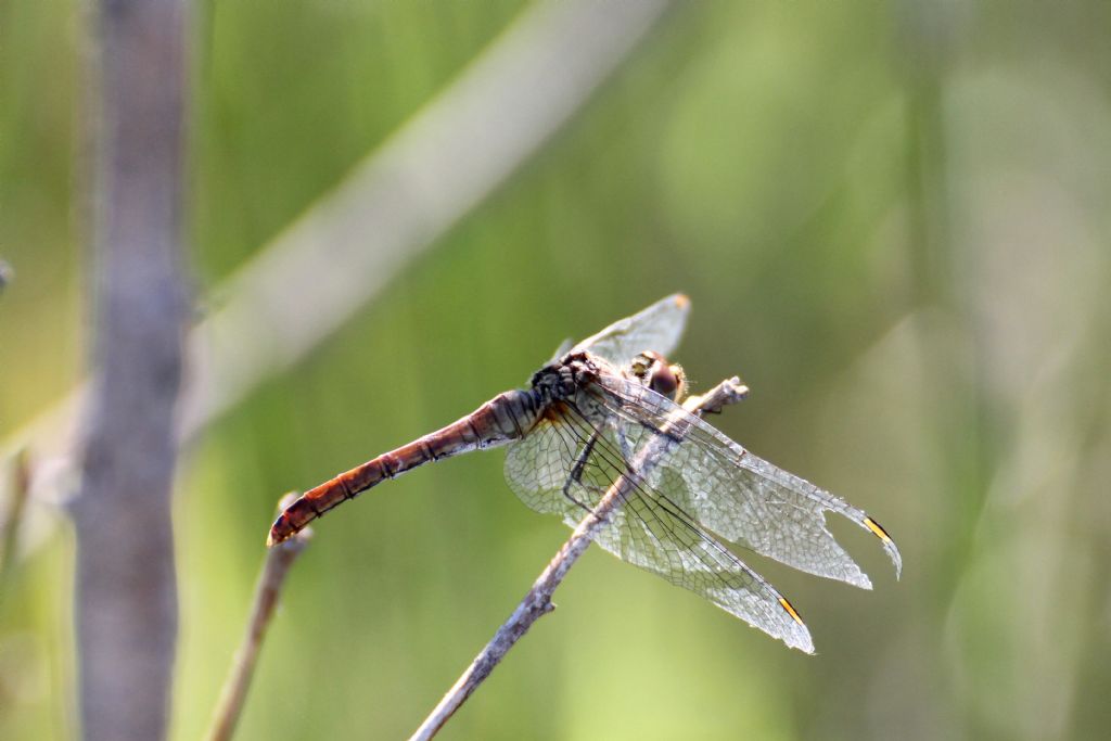 Sympetrum fonscolombei vecchiotto? S, ma femmina